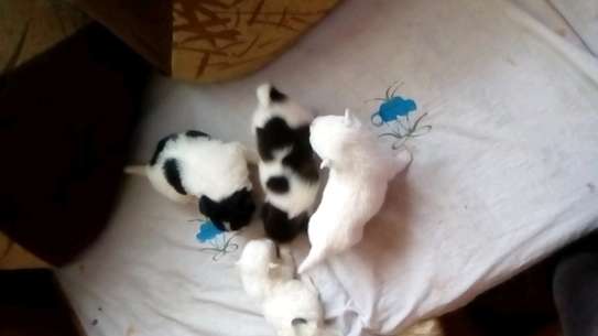 Maltese puppies for sale. image 2