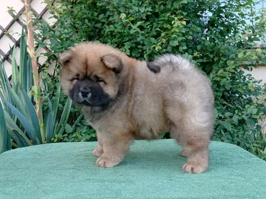 Very Playful Chow Chow Pups For Sale image 1