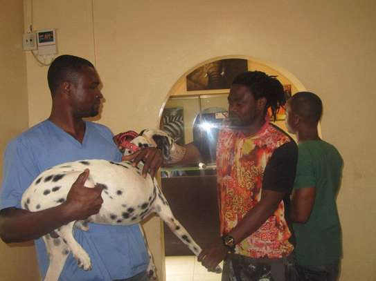 Expert Dog Trainers-Home Dog Training in Nairobi image 2