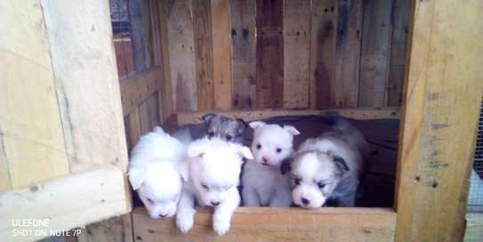 Japanese Spitz Puppies image 1