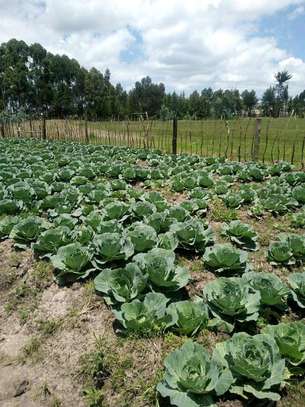 PLOT FOR SALE IN RUMURUTI image 2