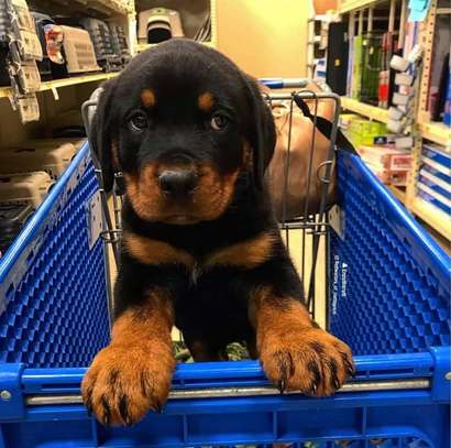 Rottweiler Puppies available male and female image 2