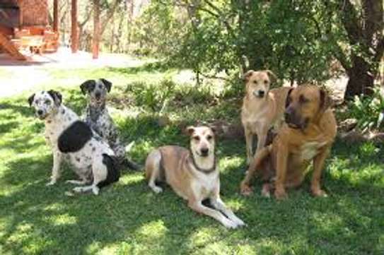 Dog Obedience Training-Private Dog Training Lessons image 15