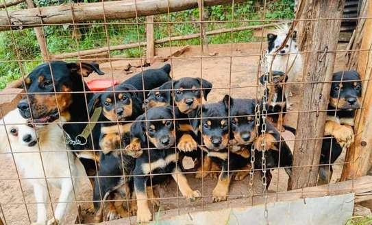 Adorable Rottweiler Puppies For Sale image 2