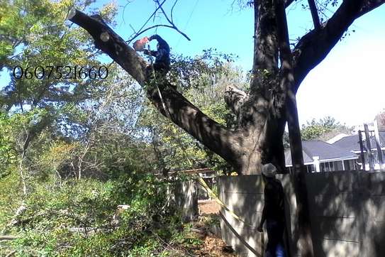 Quality Tree Removal Service | Tree Cutting Services| Tree Removal| Land Clearing| Stump Removal| Emergency work| Firewood Supplies | Tree Trimming and Pruning. Get A Free Quote Now. image 14