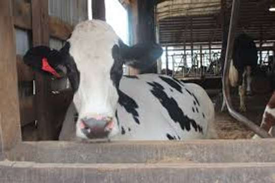 Best milker for dairy jobs image 3