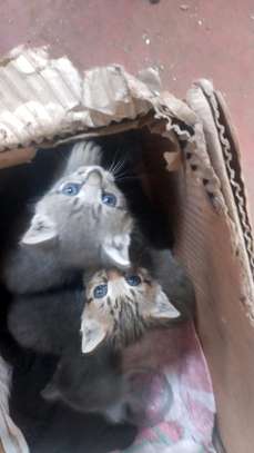 Cute kittens ready to rehome image 2