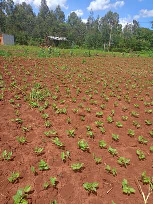 50 by 100 plots image 3