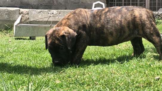 Boerboel Brindle Puppies For Sale In Nairobi Pigiame