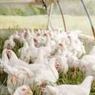 we supply broiler chickens image 6
