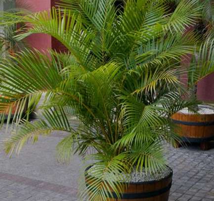 Faith's-Line Landscapers image 2