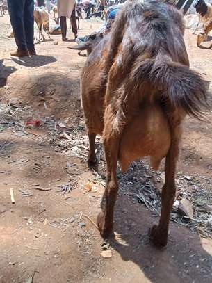 Torgen burger  Dairy Goats pedigree for sale image 3