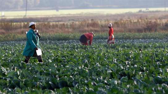 Are you an Employer looking for reliable staff/ Farm Workers? image 15