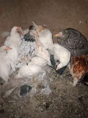 Healthy Mixed Breed Young Chickens for Fresh Eggs image 1