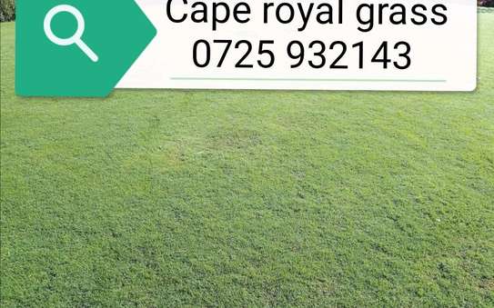 Cape royal grass in stock. image 2