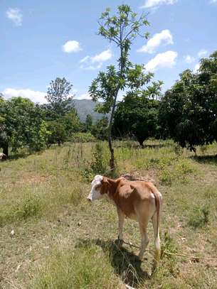 50X100ft PLOTS AT MAKUYU MITHIINI image 6
