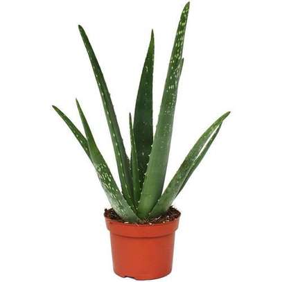 Aloe vera (Organic & edible) image 1