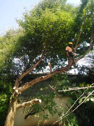 Tree cutting service Nairobi.Fast friendly & affordable. image 9