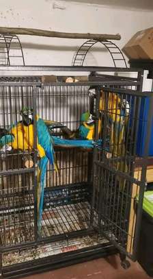 Sweet and lovely hand-reared parrots for sale image 2