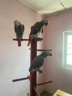 African Grey Parrots for rehoming image 3