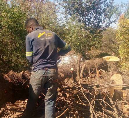 TREE Felling and tree removal Eldoret,Iten,Kabarnet image 4