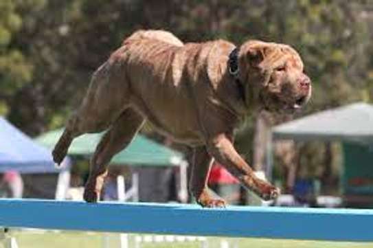 Bestcare DOG Training Academy | Nairobi image 3