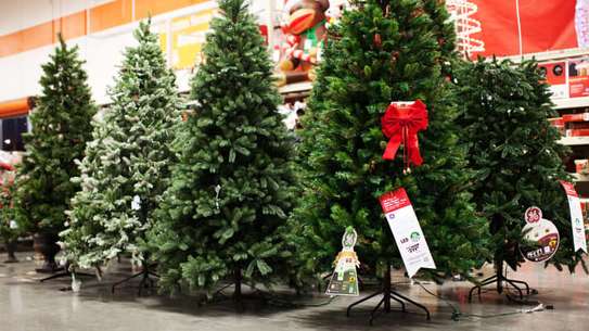Christmas Trees for sale. image 1