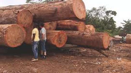 Moringa/ Muringa timber & beams. image 1