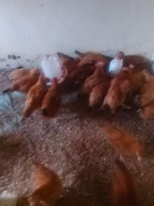 Chicken for sale image 4