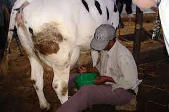Best milker for dairy jobs image 7