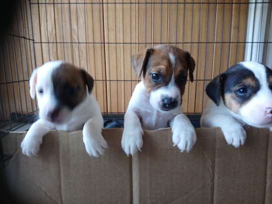 Jack Russell puppies for sale image 1