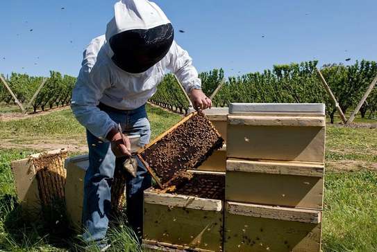 Nairobi Killer Bees Removal Service -Available 24/7 image 1