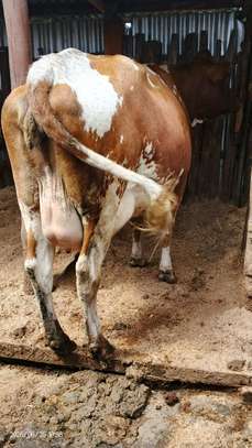 Ashley dairy cow image 4