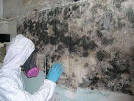 Safe Mould Treatment in Kitisuru, Kyuna & Loresho image 7