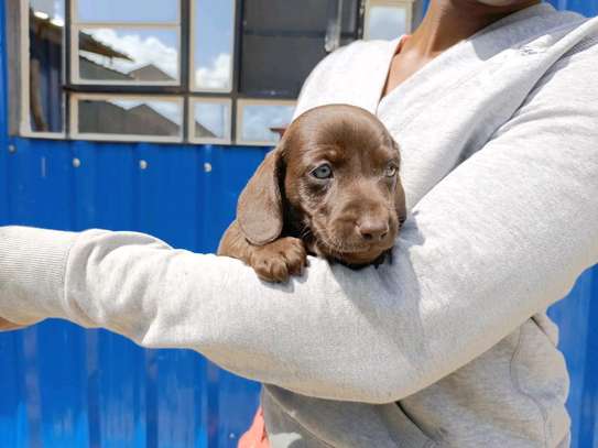 Miniature dachshund image 4