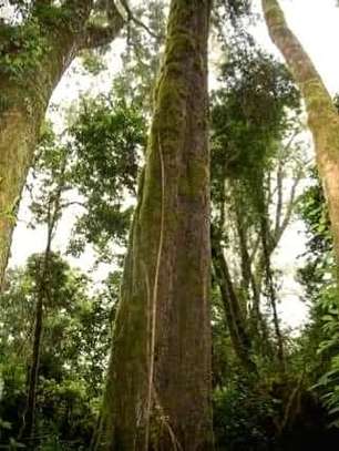 Mweria Timber & beams (Red Stinkwood) image 3