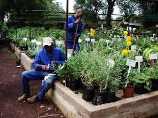 House Managers, Housekeepers, Chefs/Cooks, Estate Managers, Butlers, Chauffeurs/Drivers, Cleaners & Garden Services in Nairobi. image 10
