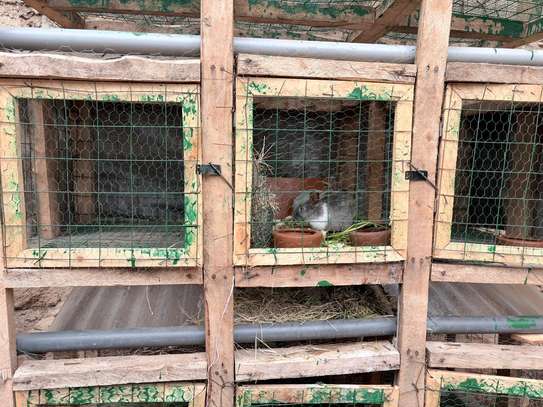 Organic Rabbit Urine Foliar Fertilizer & Pest Repellent image 3
