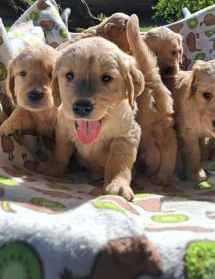 Golden retrievers🐾 image 4