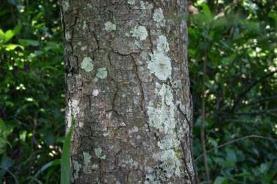 Mweria Timber & beams (Red Stinkwood) image 2