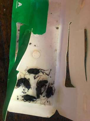 CHEAP Bed Bug Fumigation Services in Kiambu,Thika,Limuru image 5