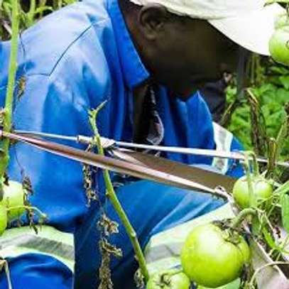 Chef/Cooks, Housekeepers, Gardeners, Drivers & Chauffeurs, Domestic Helpers, Carpet Cleaning ,Curtain Cleaning, Cleaners & Garden Services in Nairobi. image 8