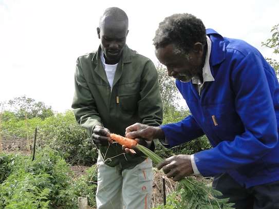 GARDENING & LANDSCAPING SERVICES IN NYERI image 3