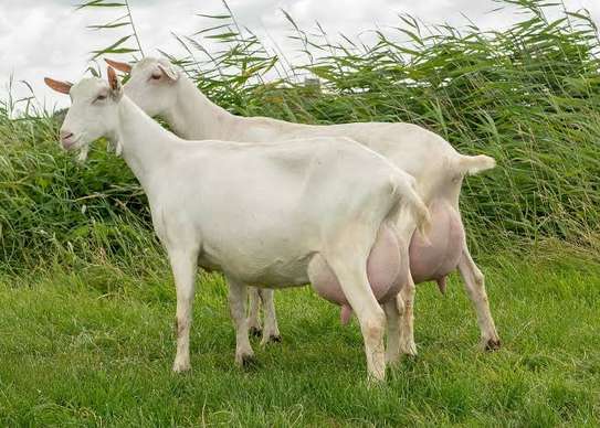 Dairy Goat Brown Milk Producer Healthy Mature image 6