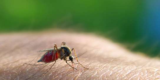 CHEAP Bed Bug Fumigation Services in Kiambu,Thika,Limuru image 6
