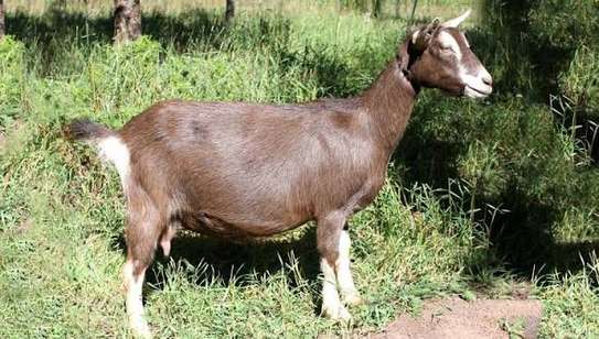 Dairy Goat Brown Milk Producer Healthy Mature image 2