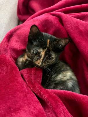 Beautiful kittens ready for re homing image 3