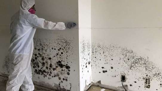 Professional Mould Removal in Karen,Lang'ata & Hardy image 2