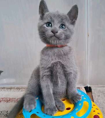 Beautiful pure breed Russian blue kittens image 2