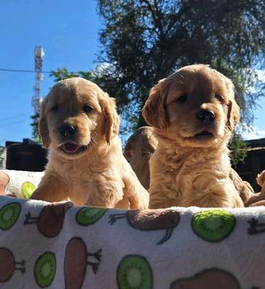 Golden retrievers🐾 image 3